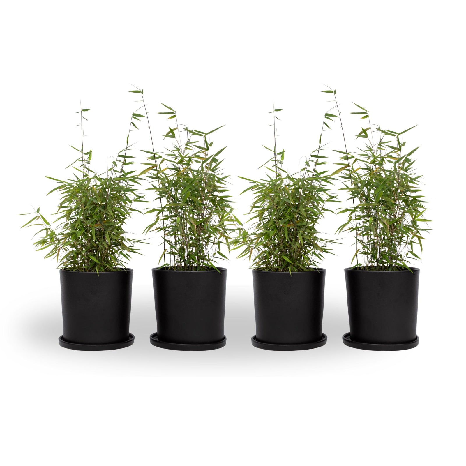 Chinese Fountain Bamboo - 4 Pcs. - Fargesia 'red Dragon' - H50-70cm - ⌀17cm | Set-of-4 | Green