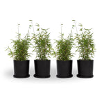 Chinese Fountain Bamboo - 4 Pcs. - Fargesia 'red Dragon' - H50-70cm - ⌀17cm | Set of 4 | Green