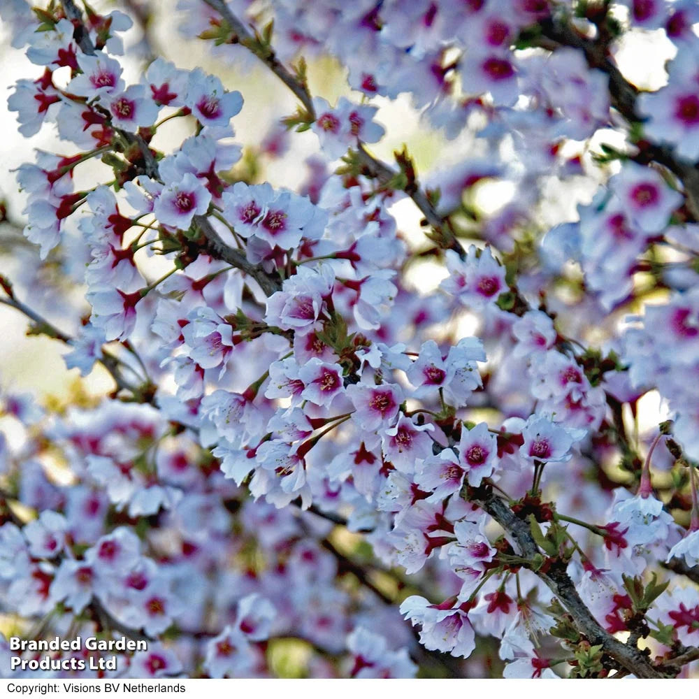 Prunus (ornamental) Cherry Kojo-no-mai 9cm Pot | Set of 2