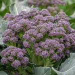 Broccoli 'summer Purple' – Heat-tolerant Summer Cropping | 8 x Pro Grower Plugs | Purple