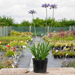 Agapanthus Africanus 'big Blue' Plant | 1 x 7.5L | Blue