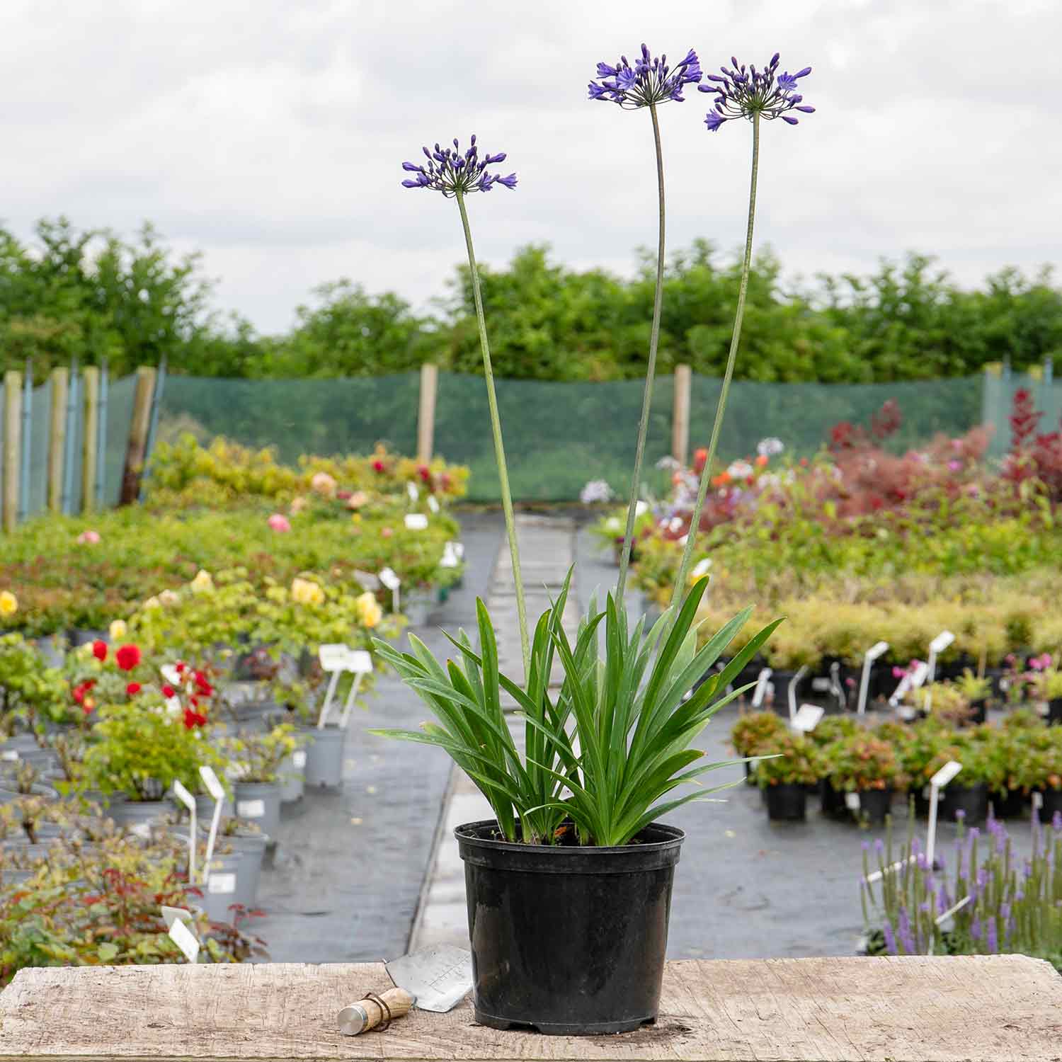 Agapanthus Africanus 'big Blue' Plant | 1 x 7.5L | Blue