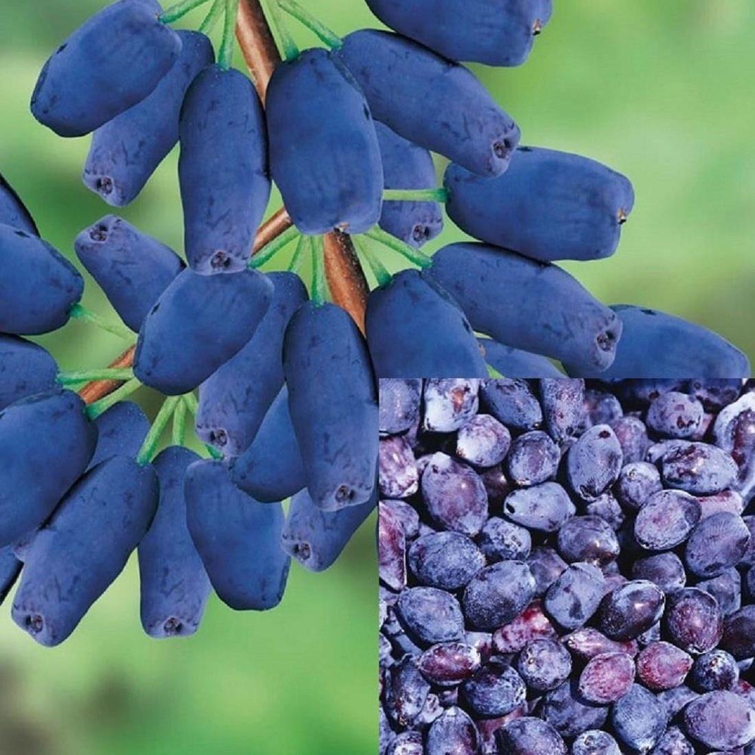 Lonicera Caerulea Morena Honeyberry Fruit Bush Supplied In A 2 Litre Pot