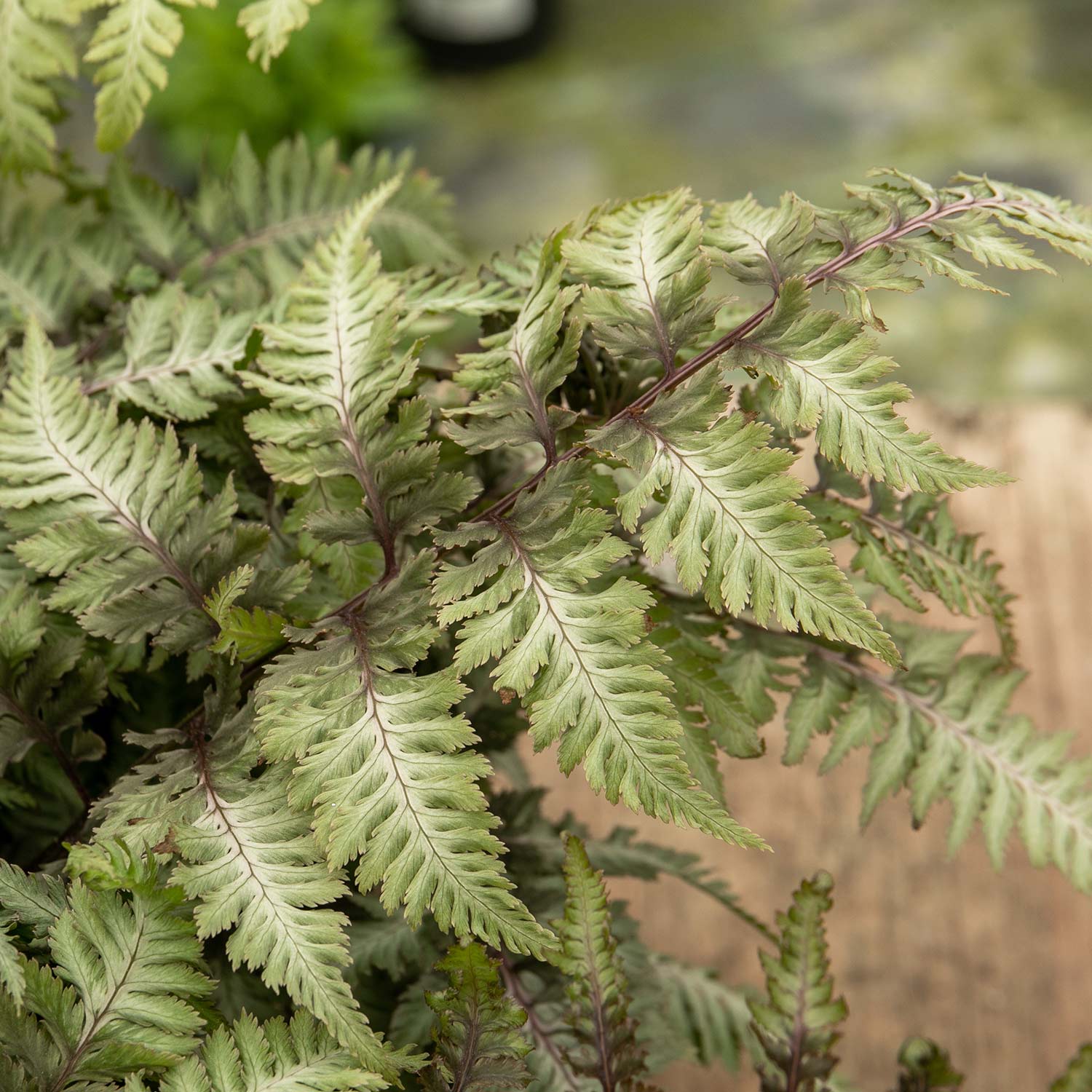 Athyrium Niponicum 'metallicum' Japanese Painted Fern | 3 x 9cm | Multi