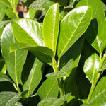 Cherry Laurel Evergreen Hedging Plants Large 2-3ft Supplied In 2 Litre Pots