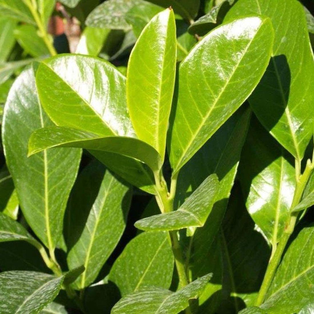 Cherry Laurel Evergreen Hedging Plants Large 2-3ft Supplied In 2 Litre Pots