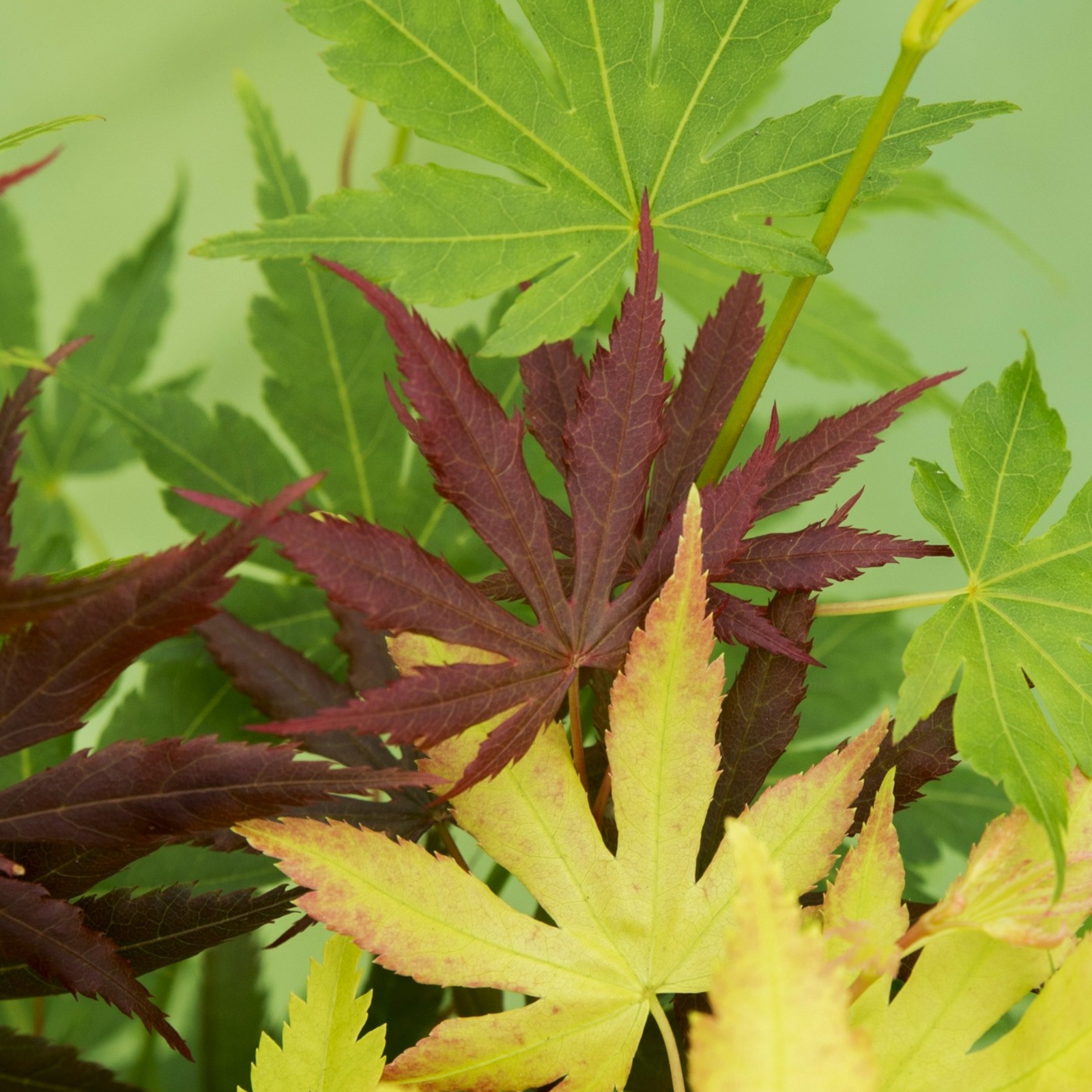 Japanese Maple - Acer Palmatum 'festival' - Height 60-70cm - ⌀19cm | Set of 1 | Green