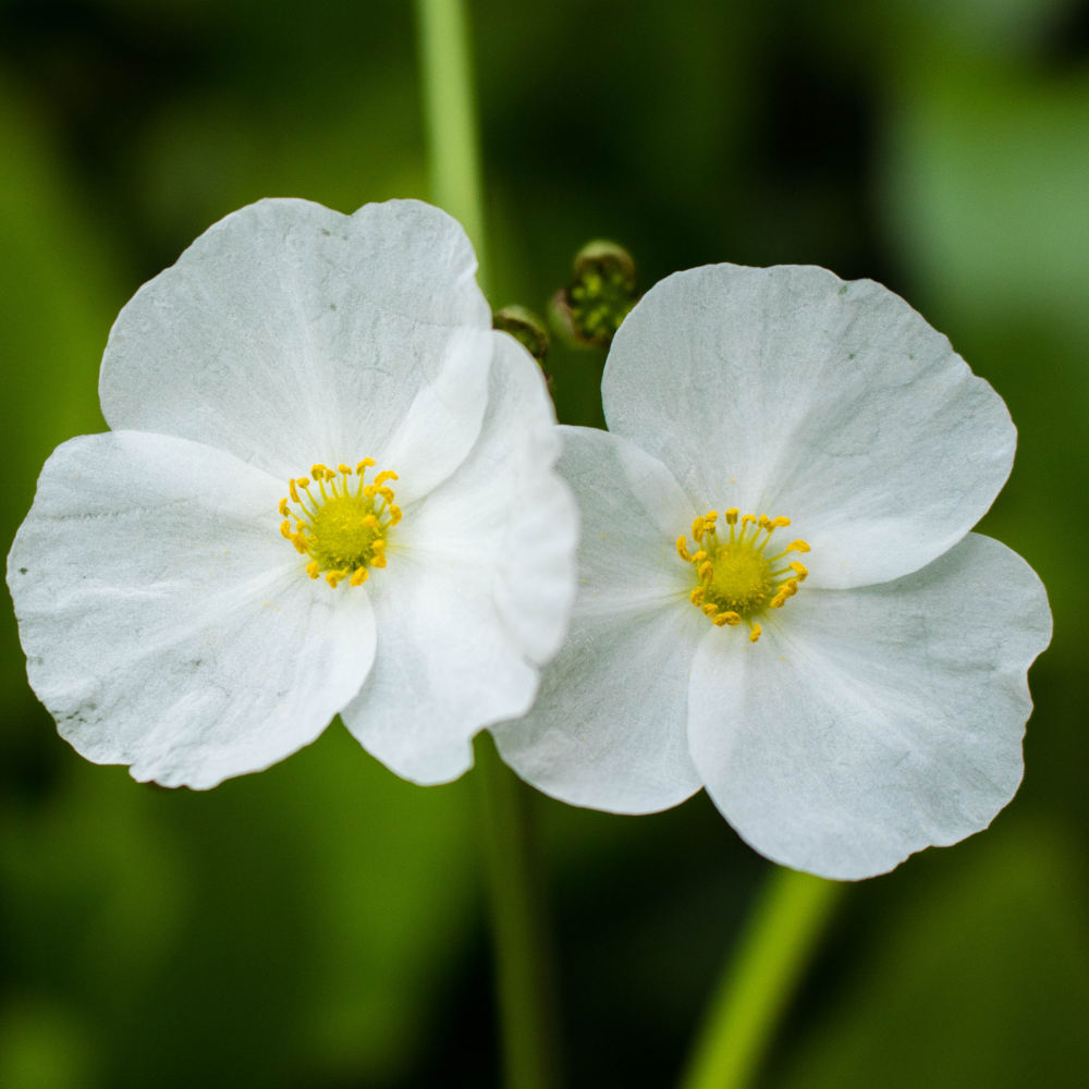 Baldellia Ranunculoides - Lesser Water Plantain In A 9cm Pot