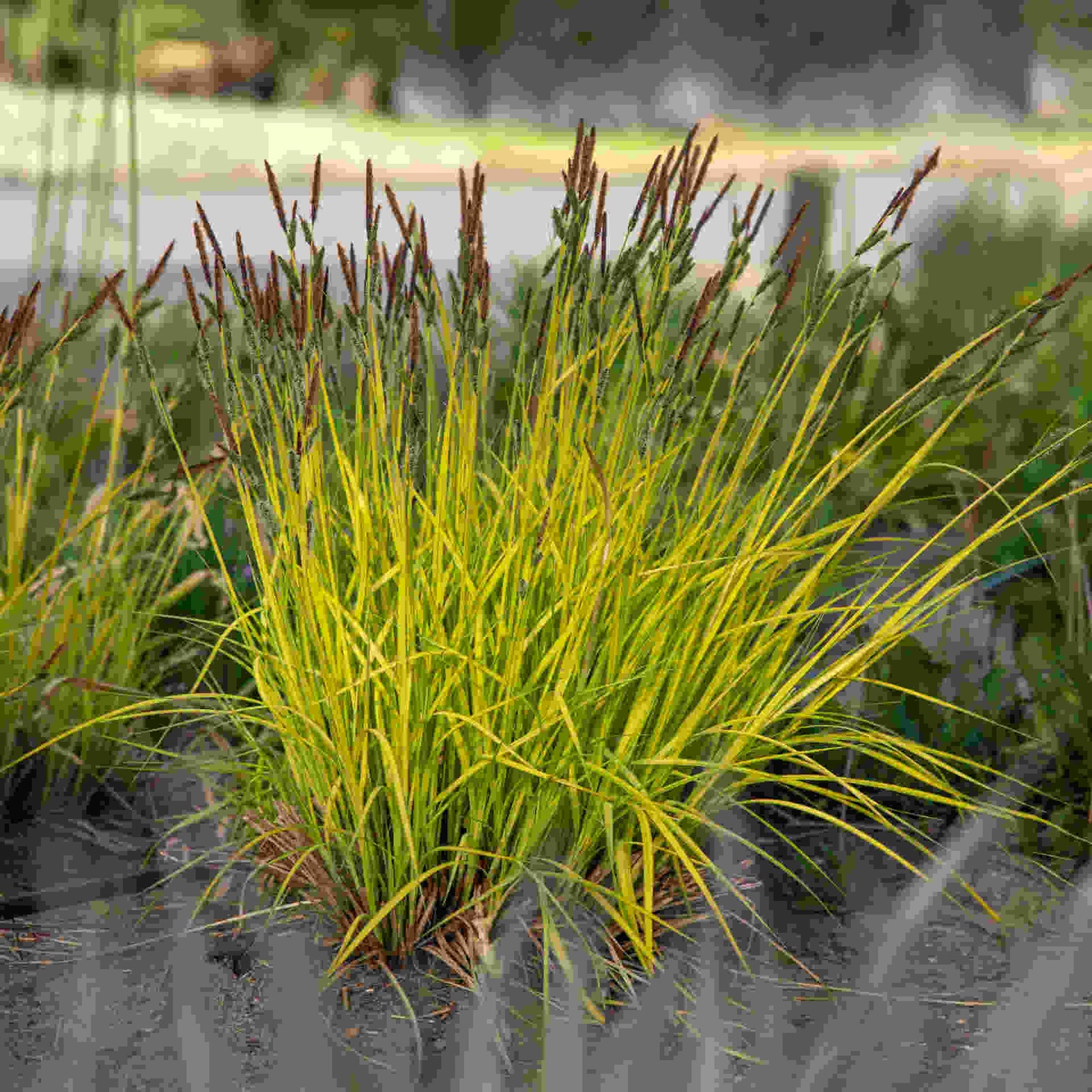 Hayloft Bold And Beautiful Grasses Collection - Set Of 3 Grasses Supplied In 9cm Pots