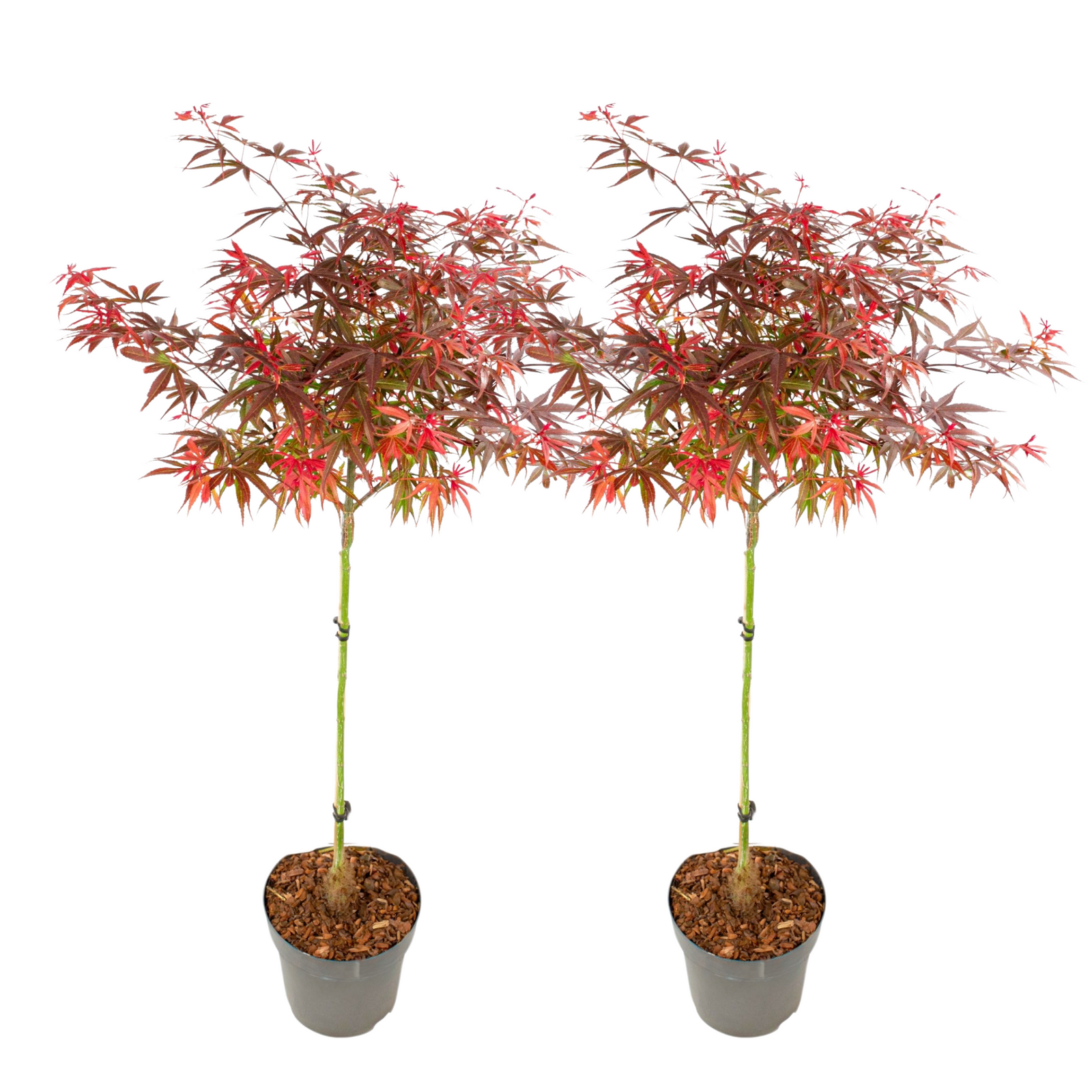 Japanese Maple - Acer Palmatum 'shaina' - Height 80-90cm - ⌀19cm | Set-of-2 | Green
