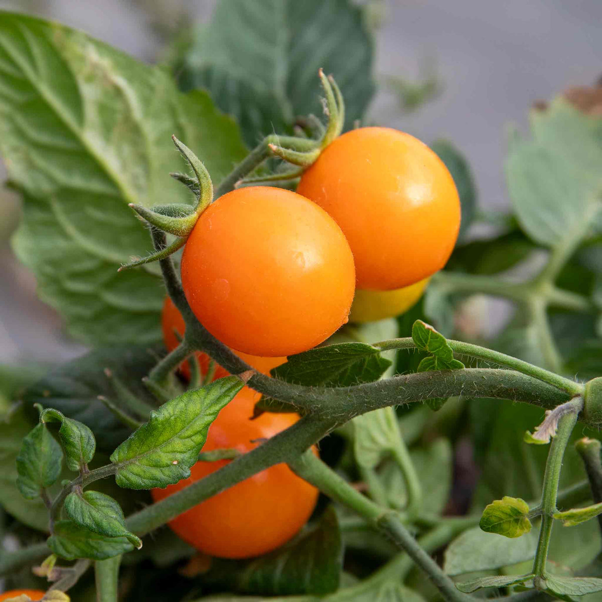 Tiny Temptations Orange Bush Tomato 9cm Plants | Set of 3