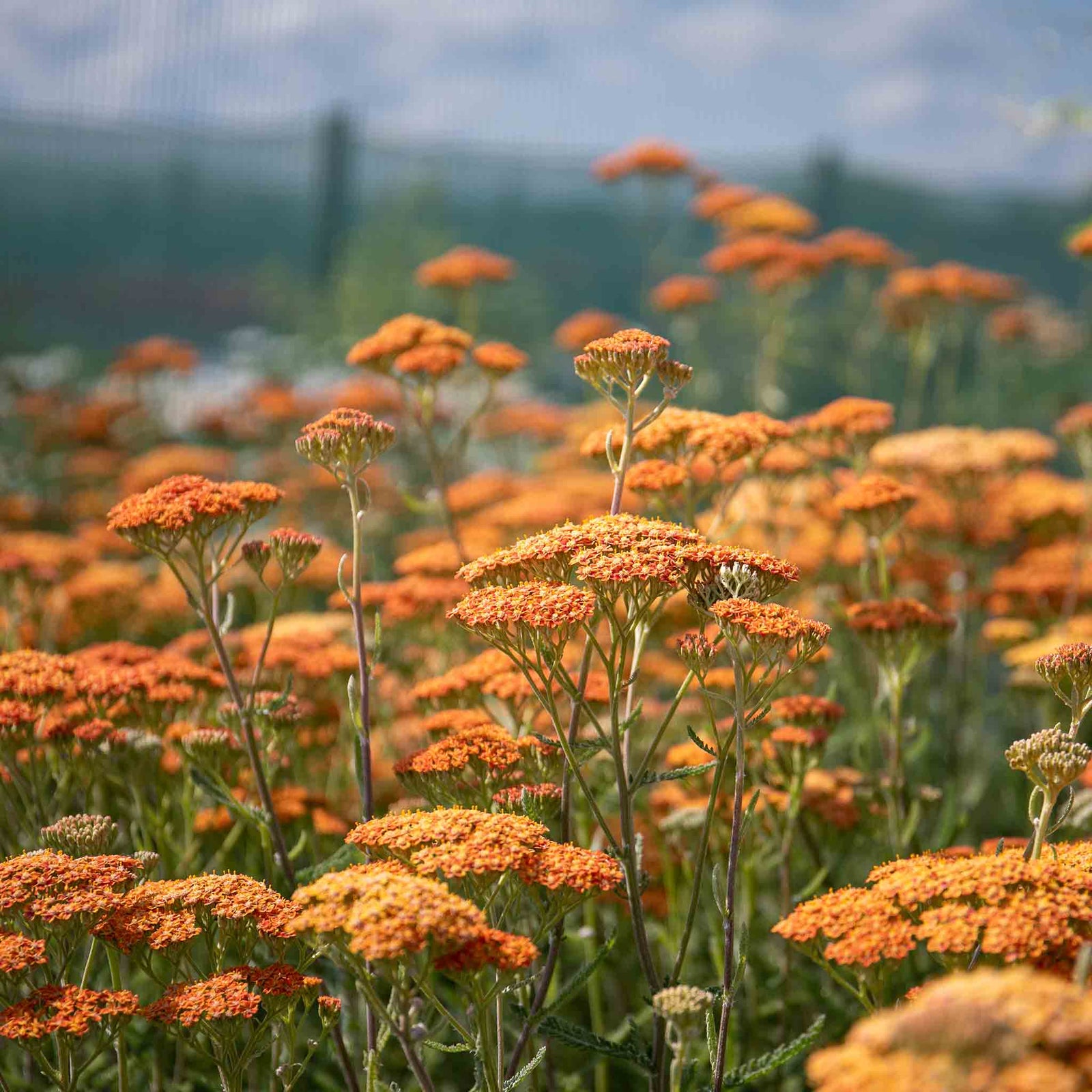 Achillea 'terracotta' Terracotta-to-yellow Flowering Perennial | 1 x 9cm