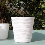 Philadelphus ‘silver Showers’ & Pot | Set of 1 | White