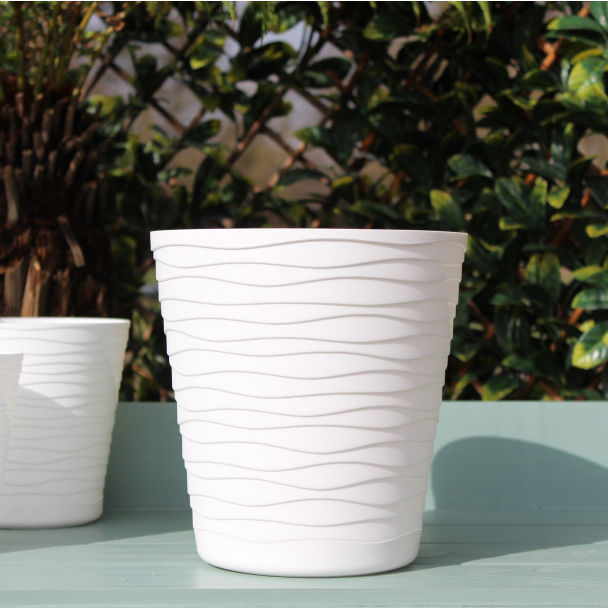 Philadelphus ‘silver Showers’ & Pot | Set of 1 | White
