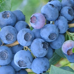 Direct Plants Vaccinium Corymbosum Bluecrop Blueberry Bush Fruit Plant Large Supplied In A 2 Litre Pot