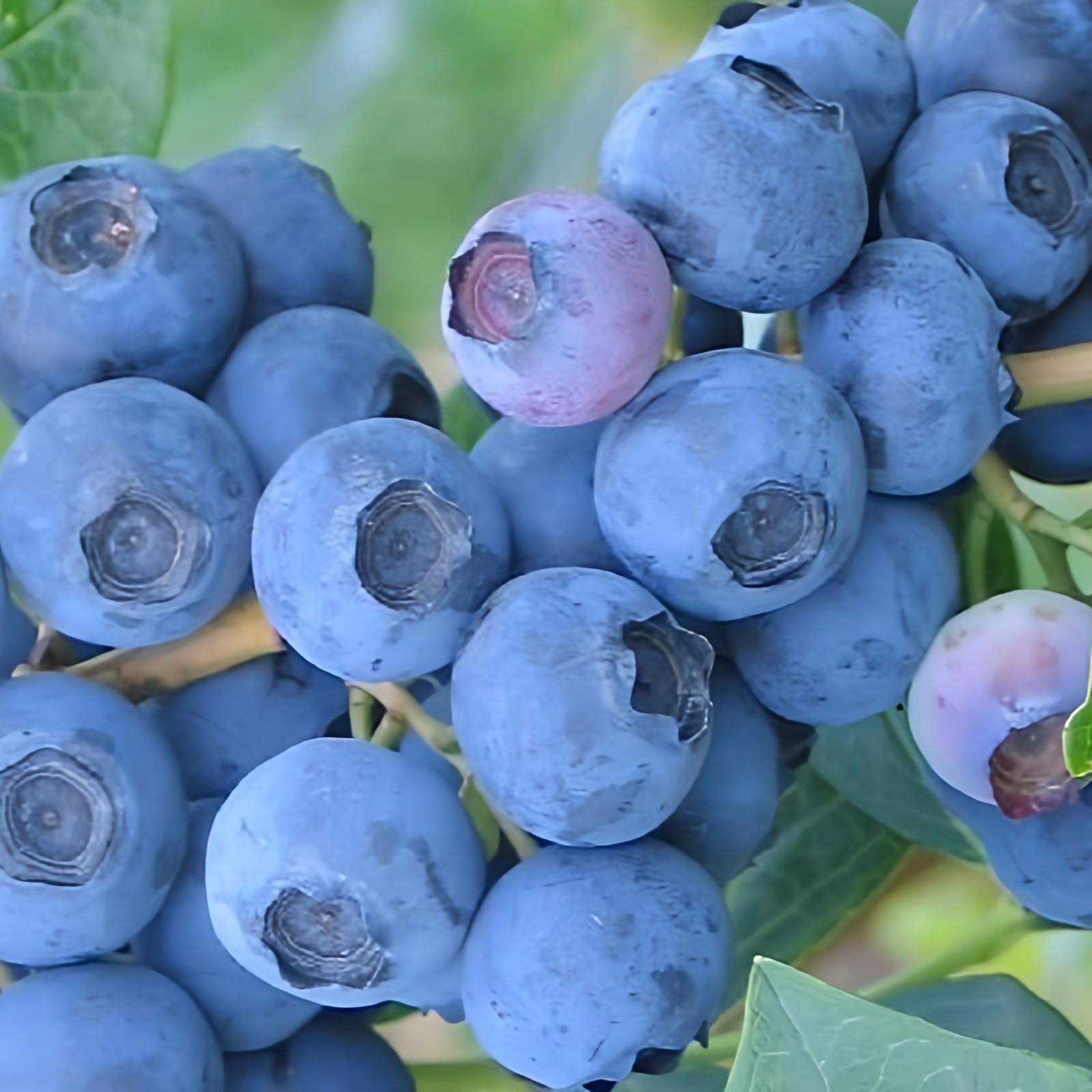 Direct Plants Vaccinium Corymbosum Bluecrop Blueberry Bush Fruit Plant Large Supplied In A 2 Litre Pot