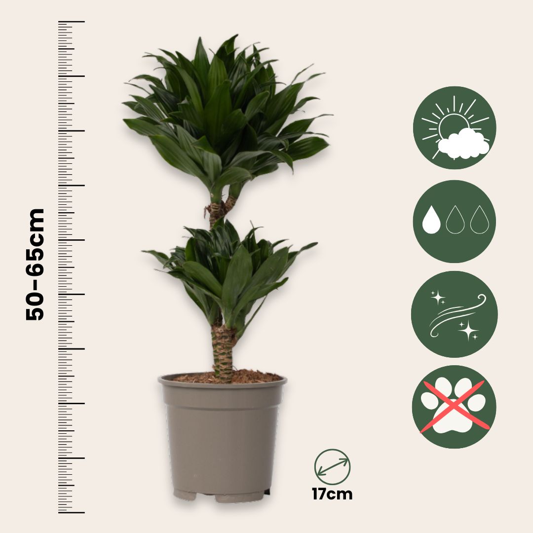 Dragon Tree - Dracaena Surculosa - Height 50-65cm - ⌀17cm | Set of 1 | Green