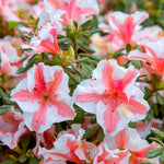 Azalea Encore 'autumn Starburst' Repeat-blooming Bicolour | 1 x 9cm | Green & White