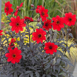 Dahlia 'mystic Enchantment' Compact Red Bedding Dahlia Jumbo Plug Plants | Set of 6 | Red