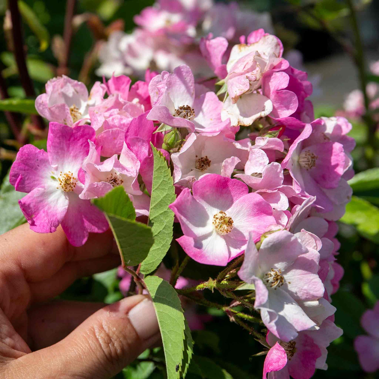 Rose 'ballerina' Pink Shrub Rose Rhs Award Of Garden Merit | 1 x Bare Root | Pink