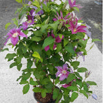 ‘hope And Harmony’ Clematis Collection - 7cm Pots | 3 x 7cm | Multi