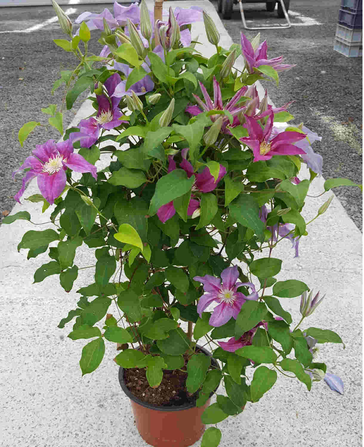 ‘hope And Harmony’ Clematis Collection - 7cm Pots | 3 x 7cm | Multi