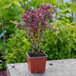 Berberis Thunbergii 'pink Bird' Shrub | 1 x 3L