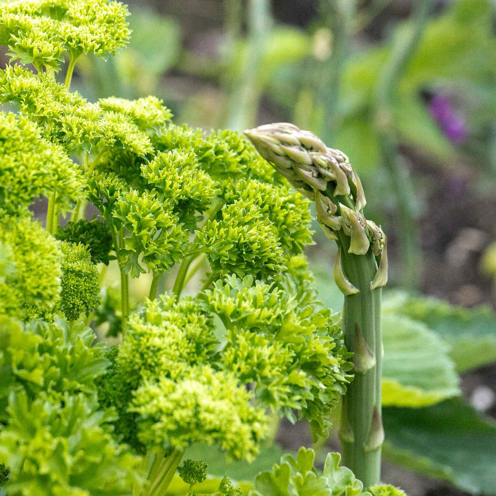Parsley 'moss Curled' Plant 35 Cm Biennial | 3 x Plug Plants | Green