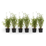 Chinese Fountain Bamboo - 6 Pcs. - Fargesia 'red Dragon' - H50-70cm - ⌀17cm | Set of 6 | Green