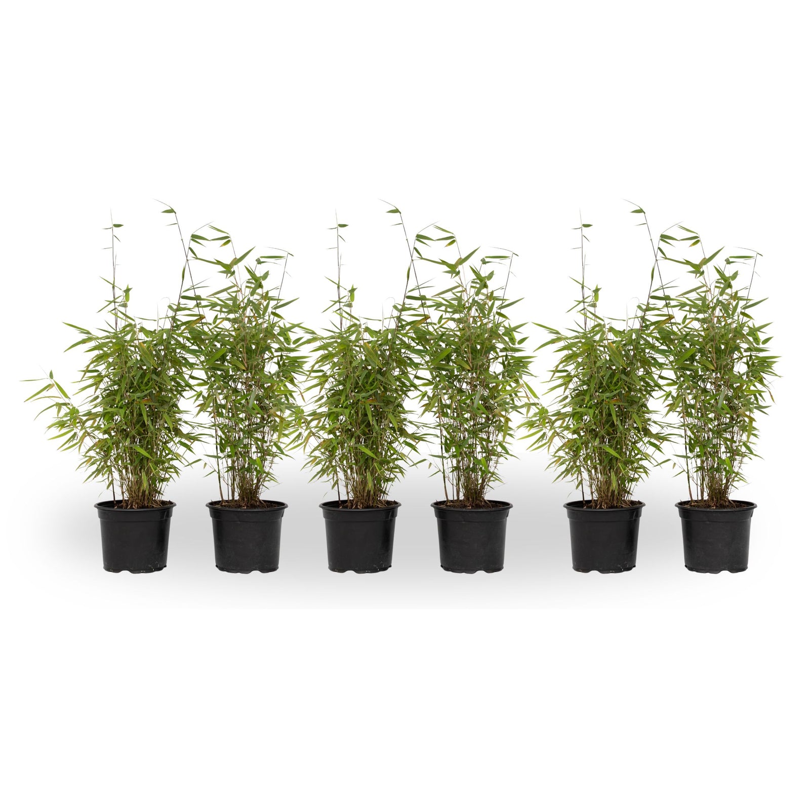 Chinese Fountain Bamboo - 6 Pcs. - Fargesia 'red Dragon' - H50-70cm - ⌀17cm | Set of 6 | Green