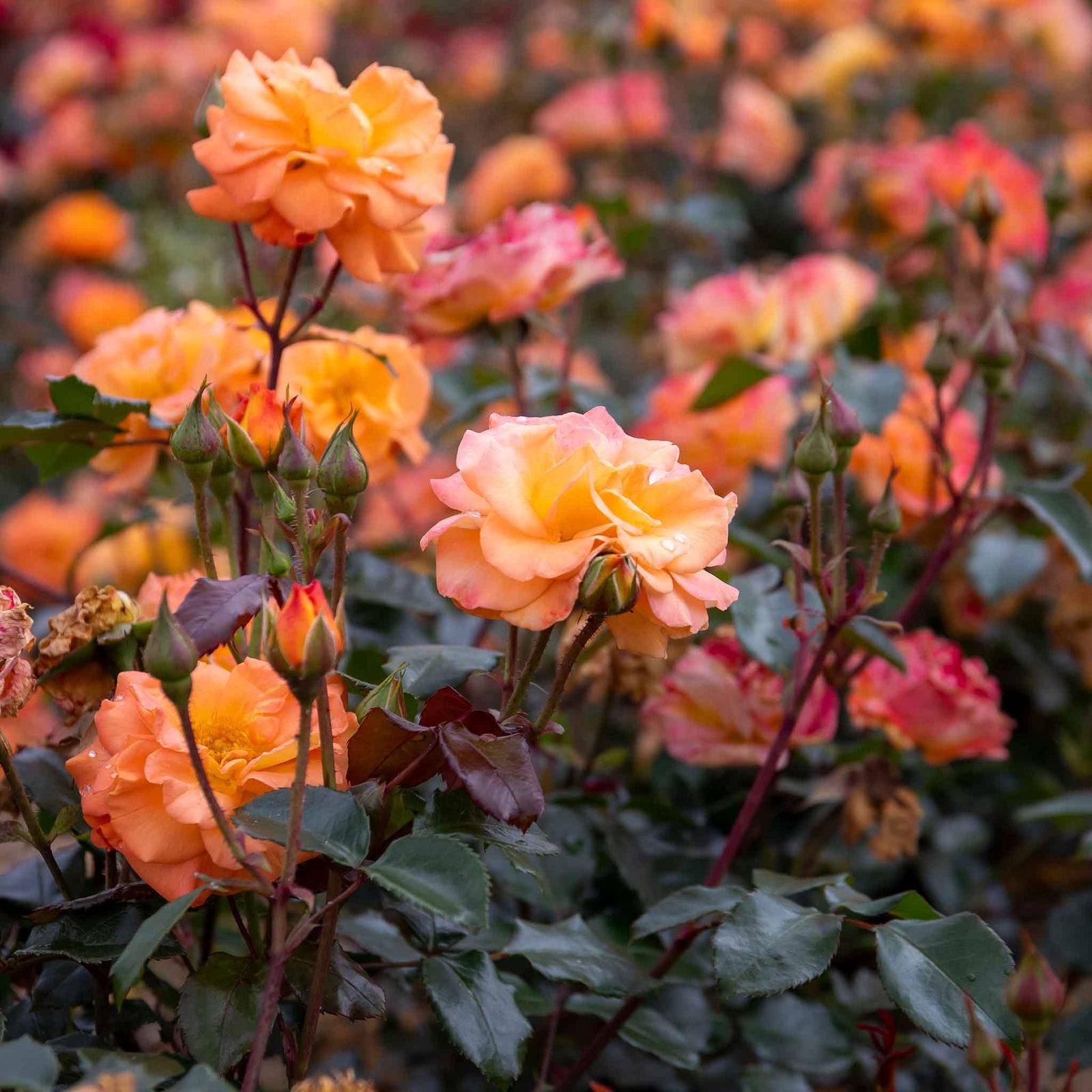 Rose 'precious Amber' - Apricot Orange Floribunda | 1 x Bare Root | Orange