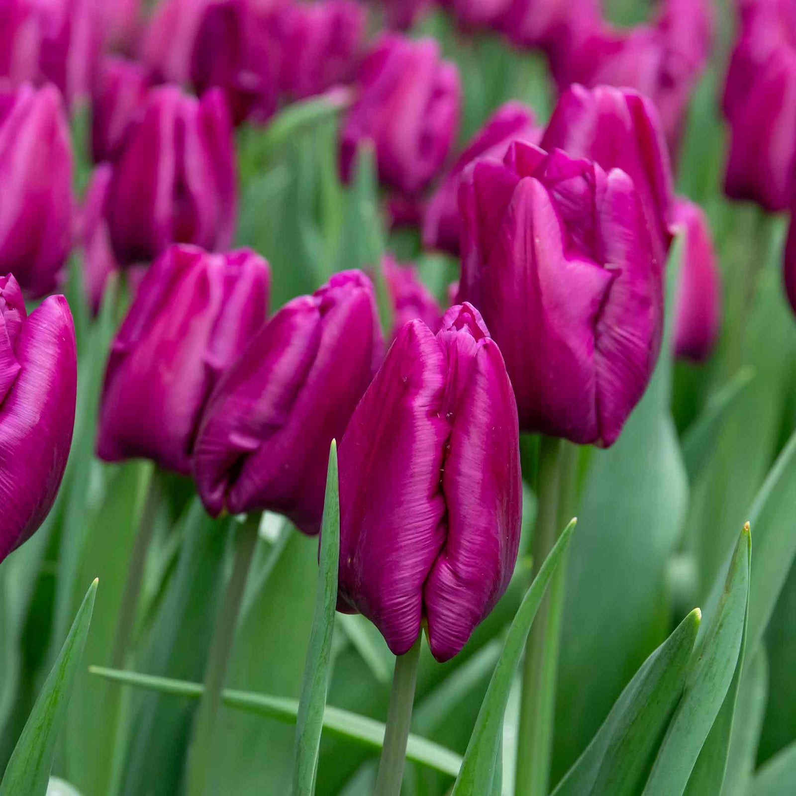 Tulip Purple Prince | 10 x Bulbs | Purple