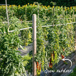 Grafted Cordon Tomato Plant Gardeners Delight 7cm Plants | Set of 3