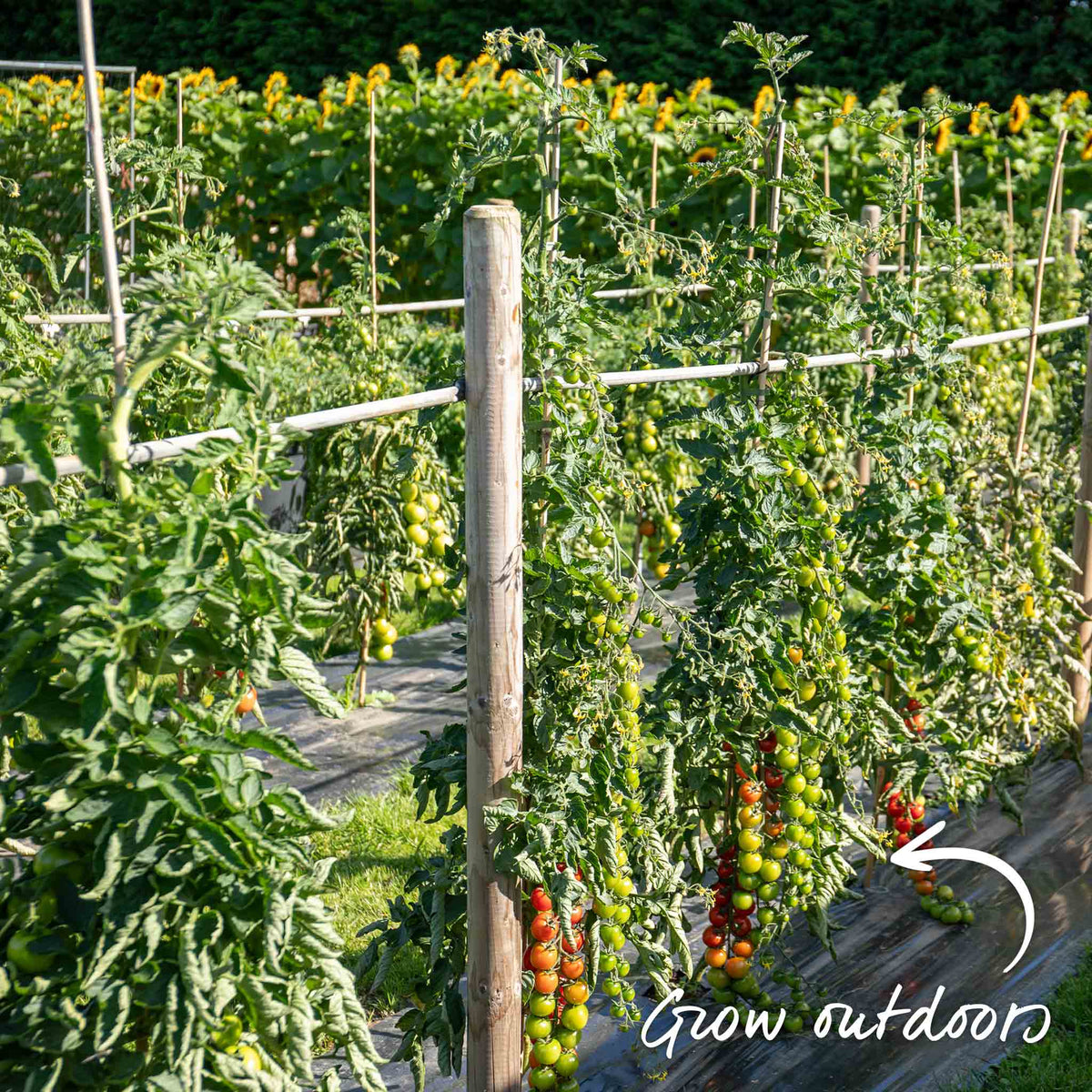 Cordon Tomato 'big Daddy', Beefsteak Up To 425g 9cm Plants | Set of 3