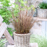Architectural Carex Collection - 9cm Pots | 3 x 9cm | Green