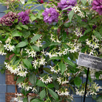 Star Jasmine - Trachelospermum Jasminoides | 3 x 9cm | White