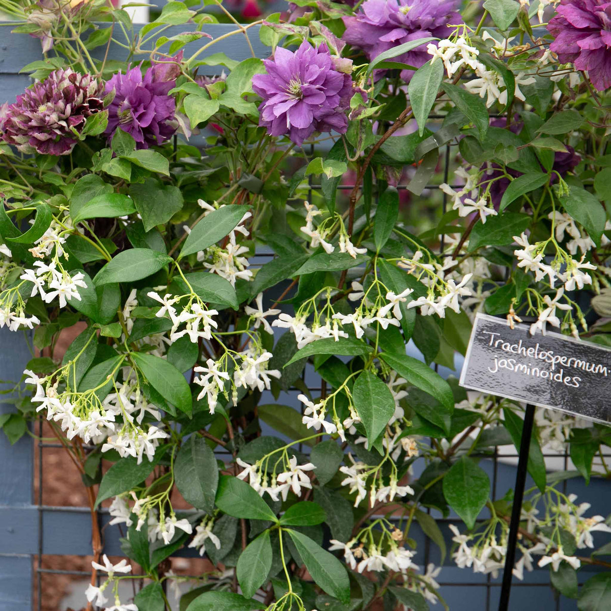 Star Jasmine - Trachelospermum Jasminoides | 3 x 9cm | White