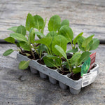 Spring Cabbage Durham Early Compact Early-maturing 12 Garden-ready Plants | Set of 12 | Green