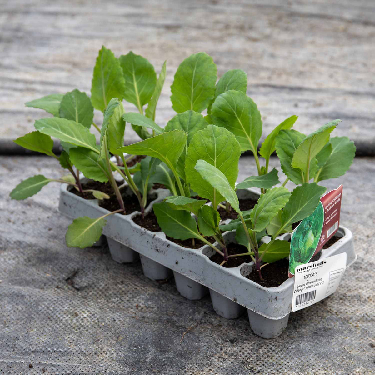 Spring Cabbage Durham Early Compact Early-maturing 12 Garden-ready Plants | Set of 12 | Green