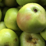 Apple Bramley Seedling Fruit Tree 6ft Tall Supplied In A 12 Litre Pot