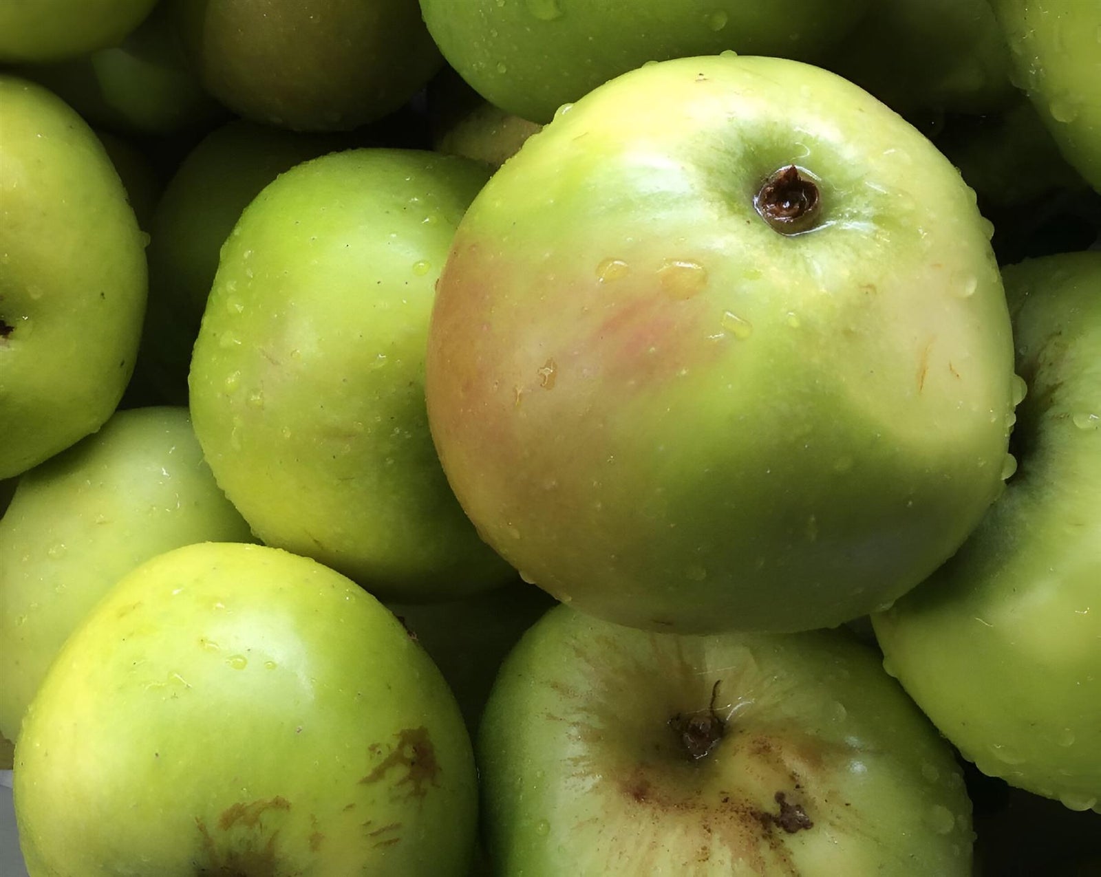 Apple Bramley Seedling Fruit Tree 6ft Tall Supplied In A 12 Litre Pot
