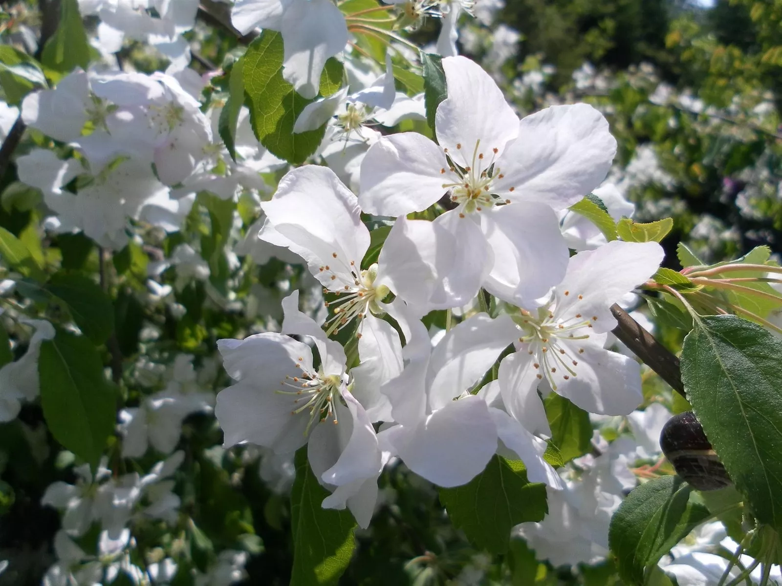 Malus John Downie Crab Apple Fruit Tree 6ft Tall Supplied In A 12 Litre Pot