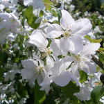 Malus John Downie Crab Apple Fruit Tree 5ft Tall Supplied In A 7.5 Litre Pot