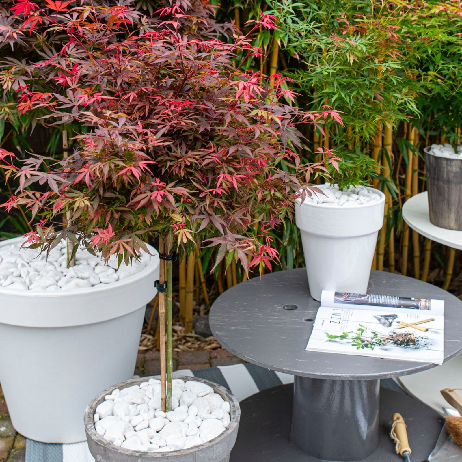 Japanese Maple - Acer Palmatum 'shaina' - Height 80-90cm - ⌀19cm | Set of 2 | Green