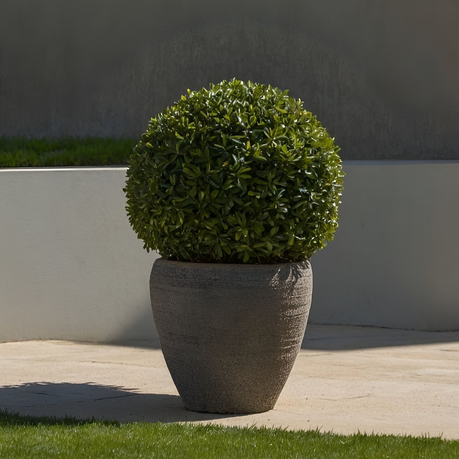 Japanese Holly - Ilex Crenata 'Jenny' - Height 30-40cm - ⌀17cm | Set of 2 | Green
