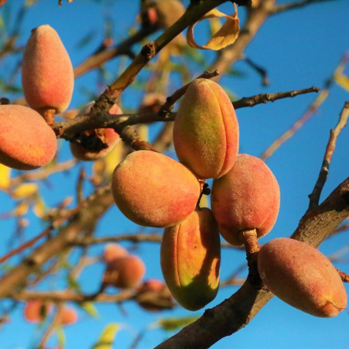 Direct Plants Sweet Eating Almond Dulcis Fruit Nut Tree 6ft Supplied In A 7.5 Litre Pot