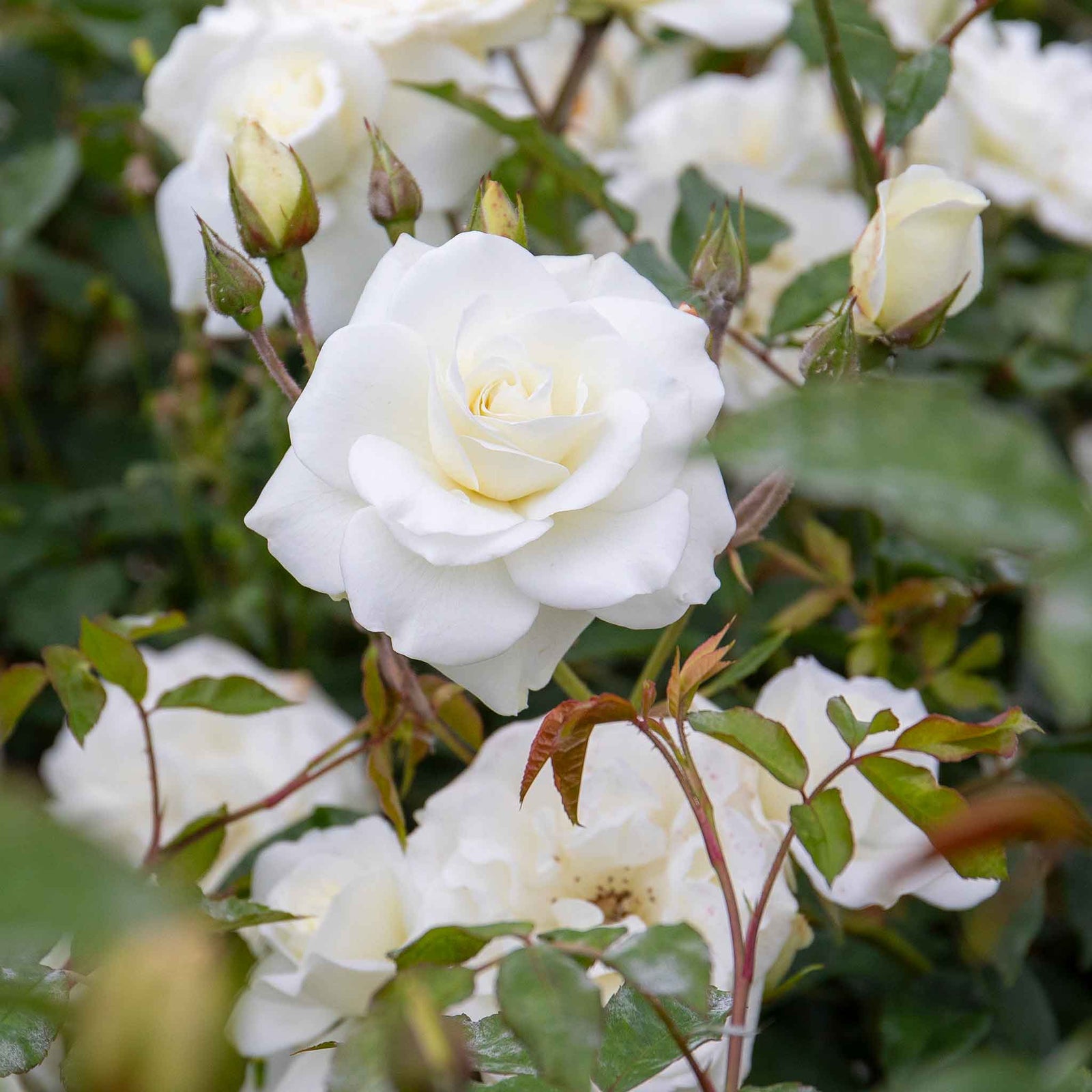 Climbing Rose 'iceberg' Rhs Award | 1 x Bare Root | White