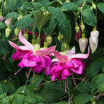 Fuchsia 'bella Rosella' Trailing Double Pink 30cm | 12 x Plug Plants