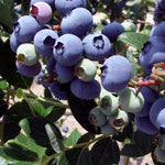Vaccinium Corymbosum Duke Blueberry Bush Fruit Plant Large 50-70cm Supplied In A 3 Litre Pot