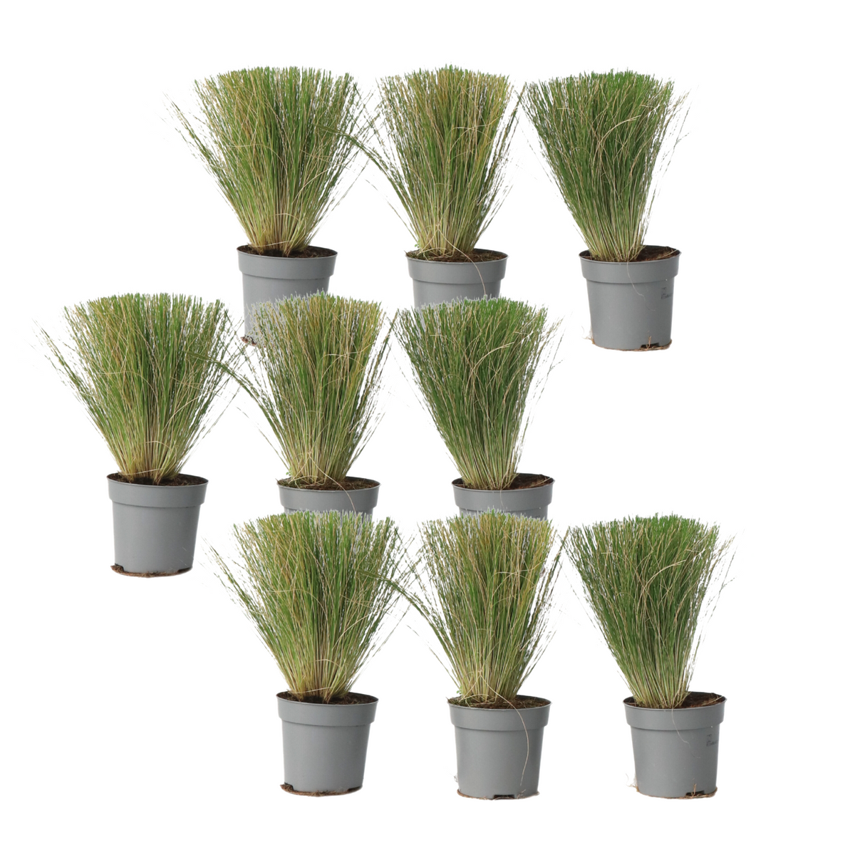 Mexican Feather Grass - Stipa Tenuifolia 'Pony Tails' - H20-30cm - ⌀9cm | Set of 9 | Green
